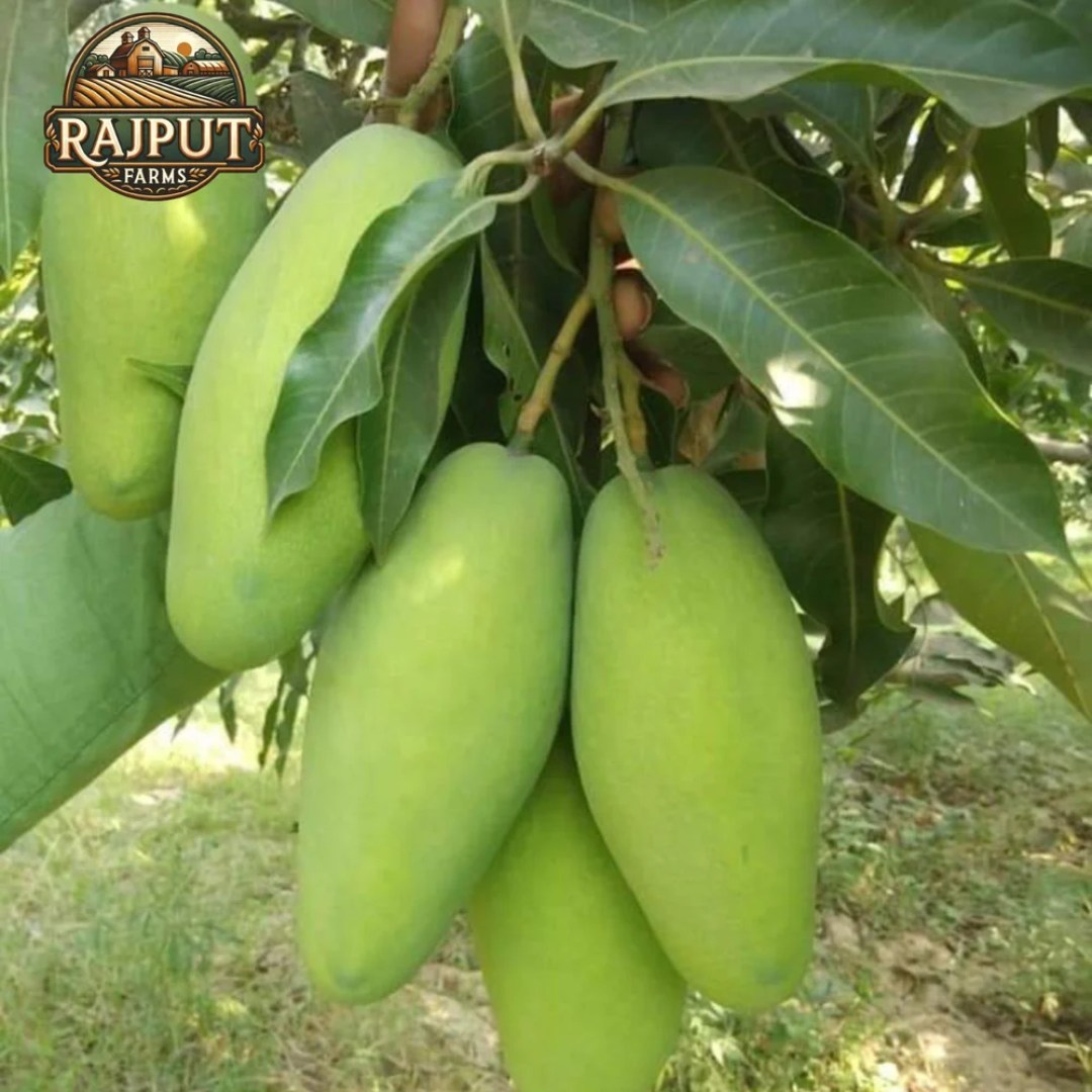 Green Malihabadi Dasheri Mango Carton – Supplier Dubai
